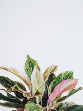 Aglaonema Pink Aurora - Plantredo