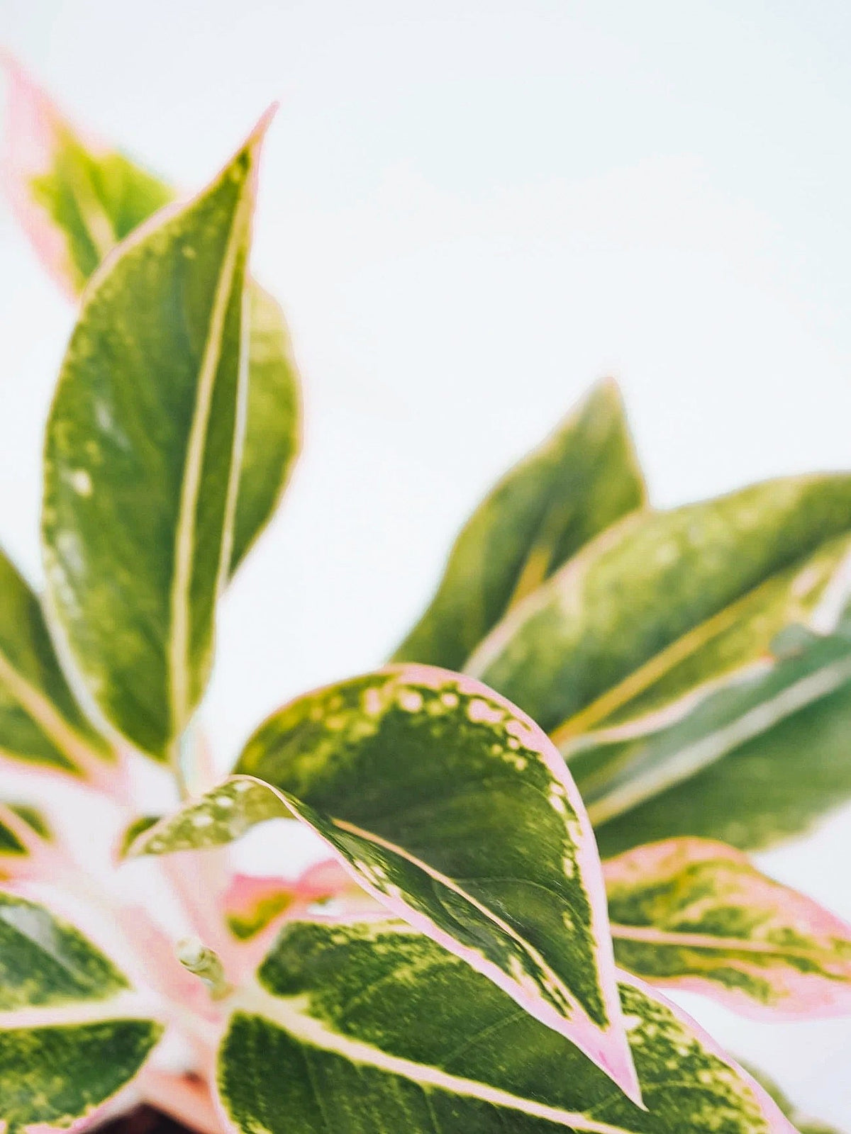 Aglaonema Pink Aurora - Plantredo