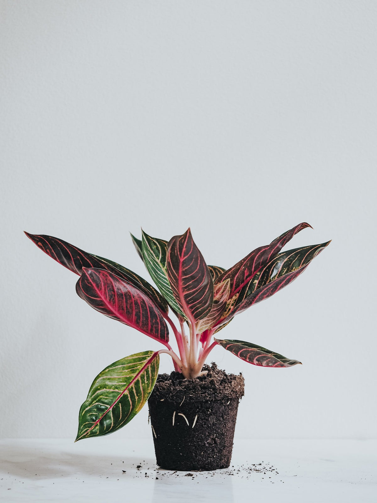 Aglaonema Pride of Sumatra - Plantredo