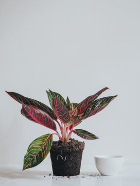 Aglaonema Pride of Sumatra - Plantredo