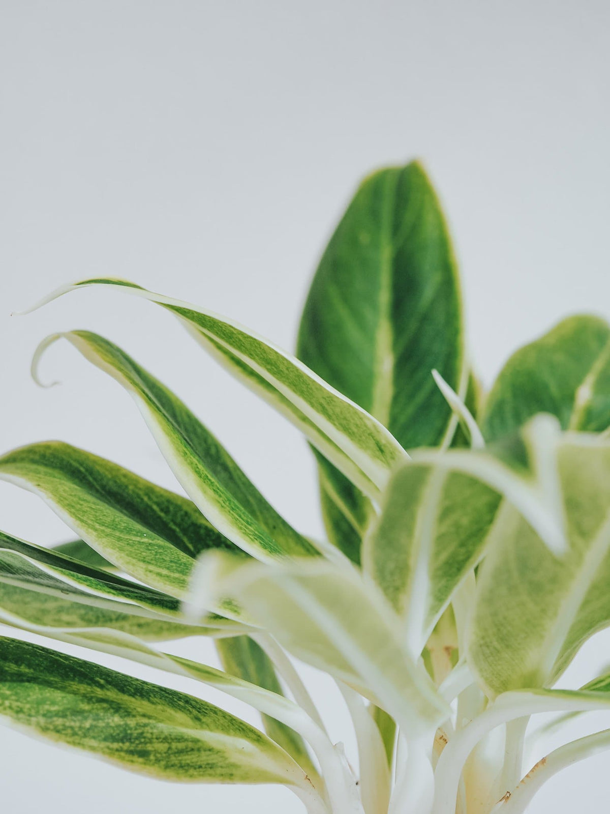 Aglaonema White Aurora - Plantredo