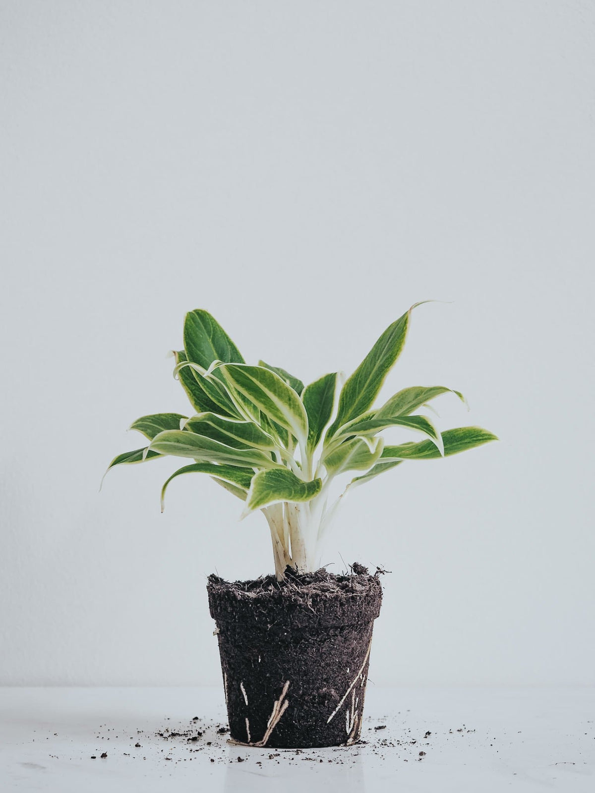 Aglaonema White Aurora - Plantredo