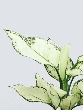 Aglaonema 'White Joy' - Plantredo