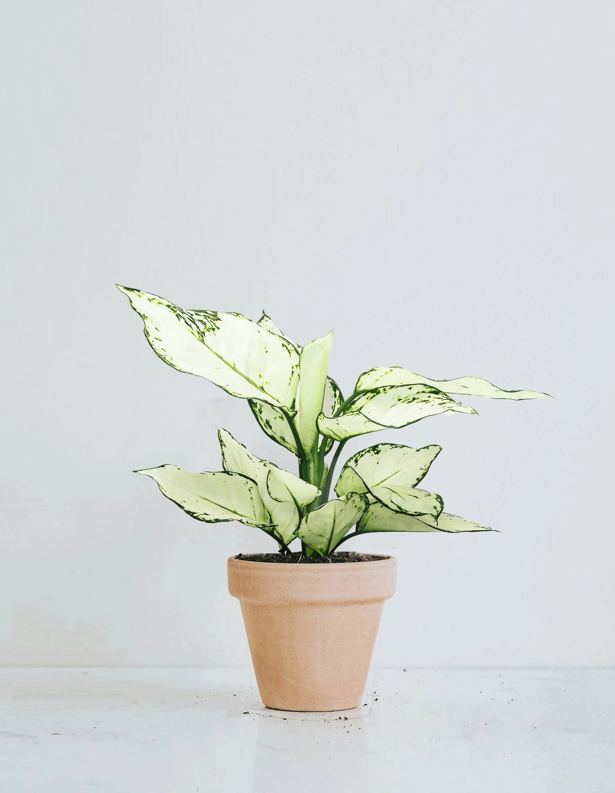 Aglaonema 'White Joy' - Plantredo