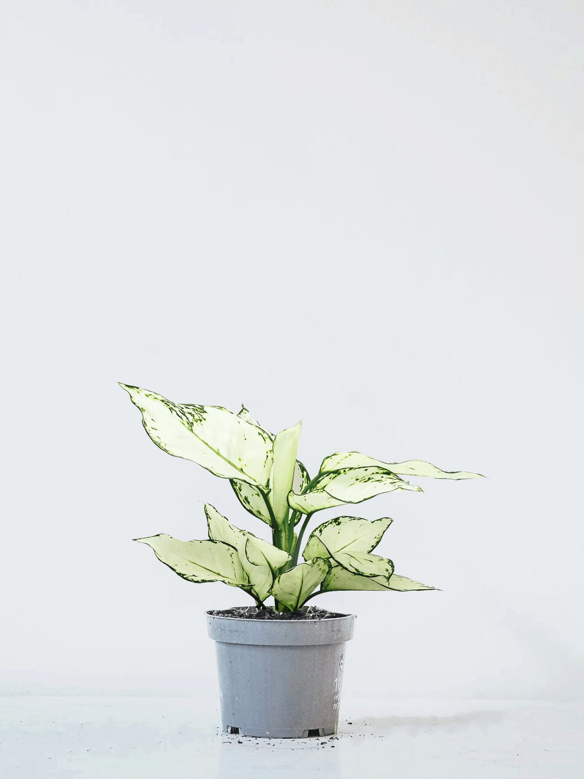 Aglaonema 'White Joy' - Plantredo