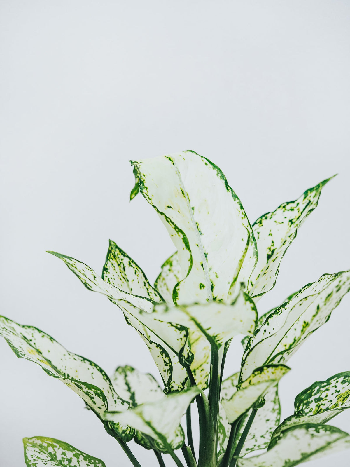 Aglaonema White Kiwi - Plantredo