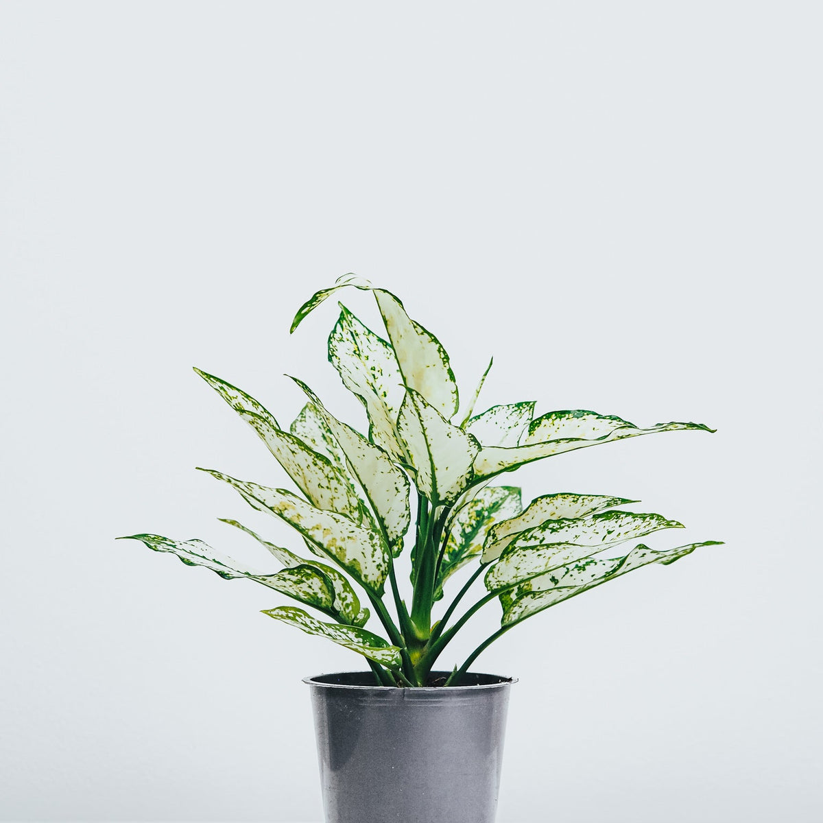 aglaonema white kiwi Aglaonema White Kiwi | Köp Växter Online