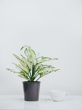 Aglaonema White Kiwi - Plantredo