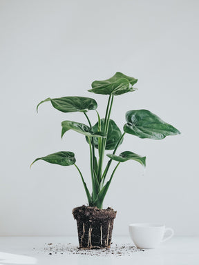 Alocasia Cucullata - Djungelrummet