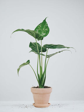 Alocasia Cucullata - Plantredo