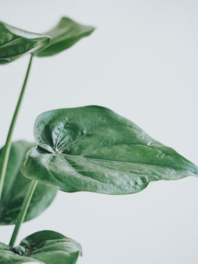 Alocasia Cucullata - Djungelrummet