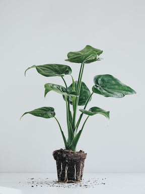 Alocasia Cucullata - Djungelrummet