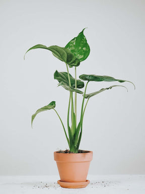 Alocasia Cucullata - Plantredo