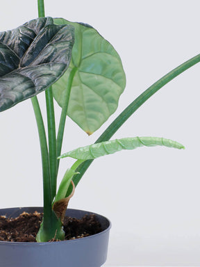 Alocasia 'Dragon Scale' - Plantredo