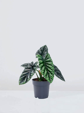 Alocasia 'Dragon Scale' - Plantredo