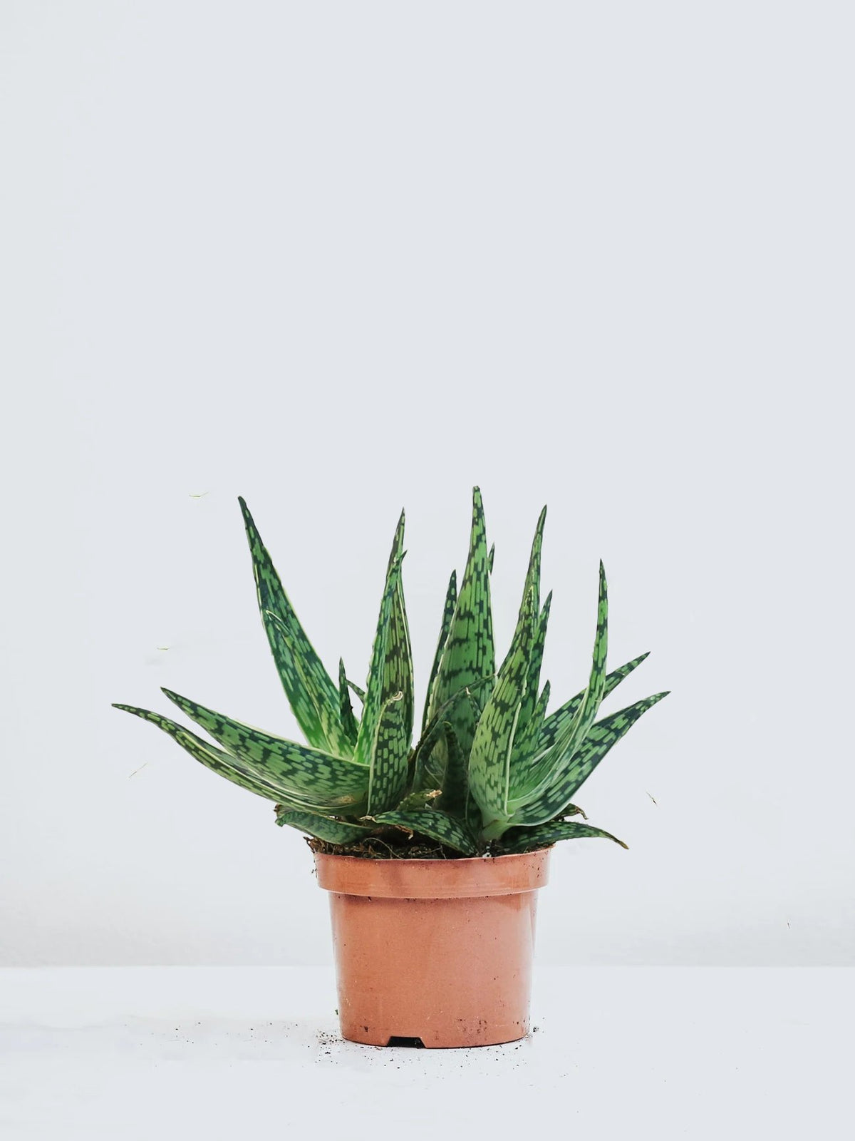 Aloe rauhii - Plantredo