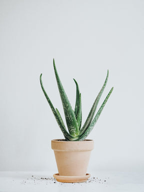 Aloe Vera - Plantredo