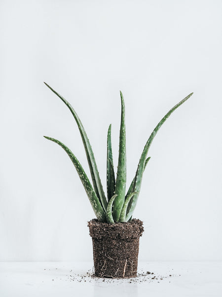 Aloe Vera Plante Kjop