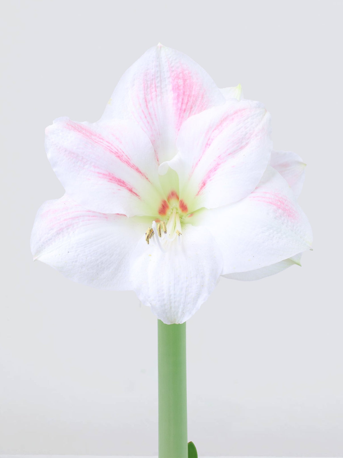 Amaryllis ´Cherry Blossom´ - Plantredo