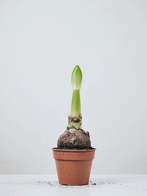 Amaryllis ´Minerva´ - Plantredo