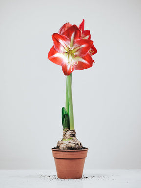 Amaryllis ´Minerva´ - Plantredo