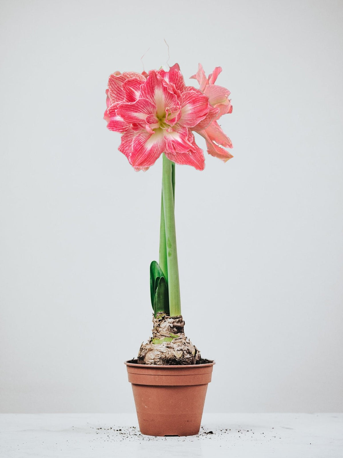 Amaryllis ´Sweet Nymph´ - Plantredo