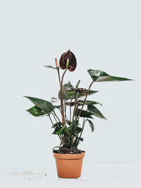 Anthurium Black Love - Plantredo