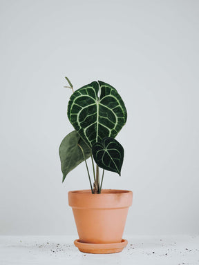 Anthurium Clarinervium - Plantredo