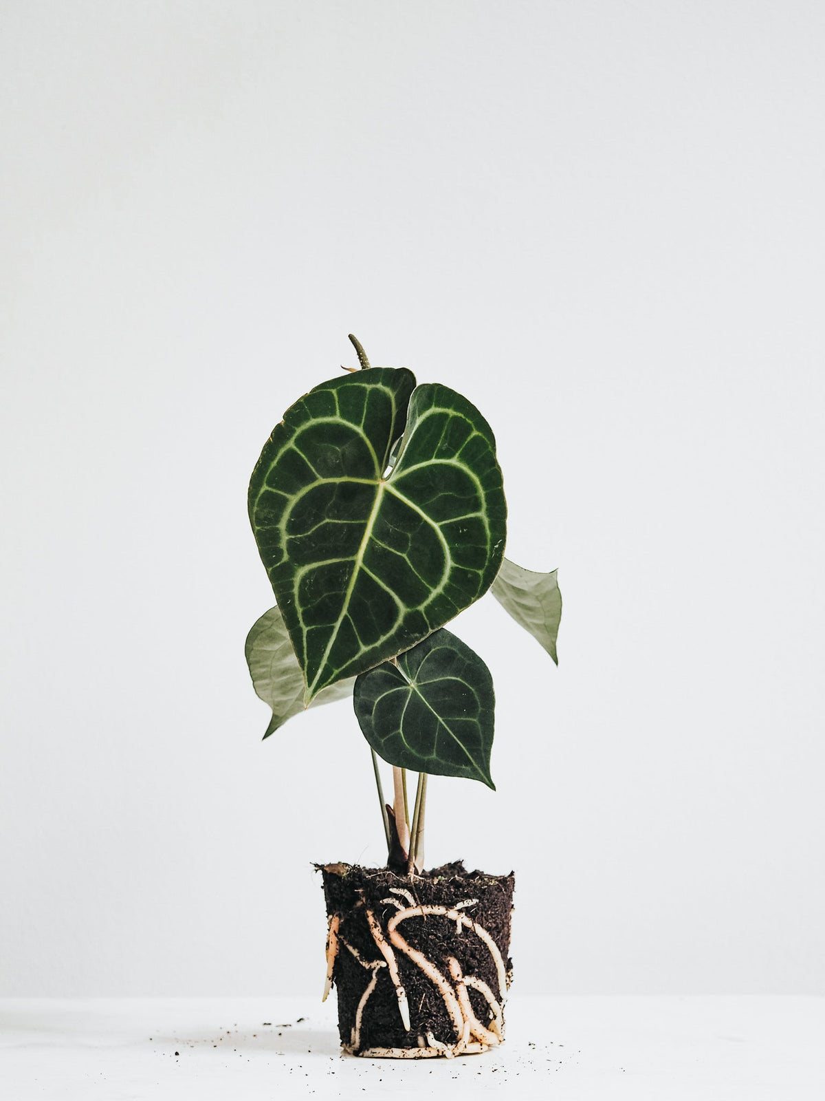 Anthurium Clarinervium - Plantredo