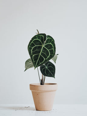 Anthurium Clarinervium - Plantredo