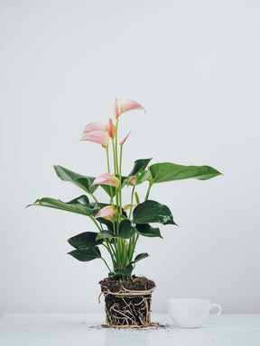 Anthurium Joli Peach - Plantredo