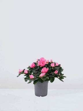 Azalea Rosa - Plantredo