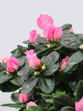 Azalea Rosa - Plantredo