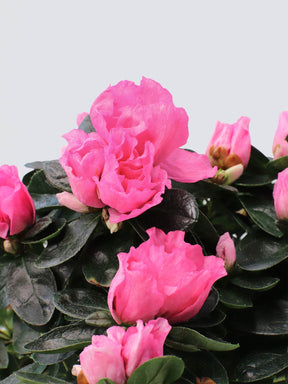 Azalea Rosa - Plantredo