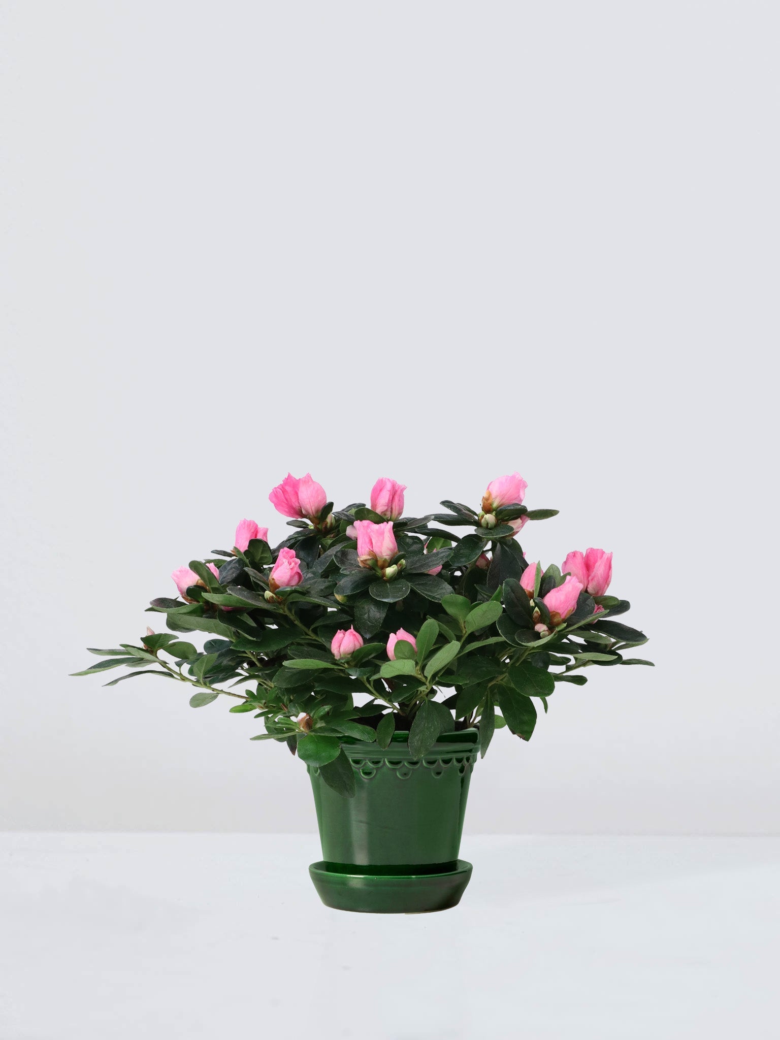 Azalea Rosa - Plantredo
