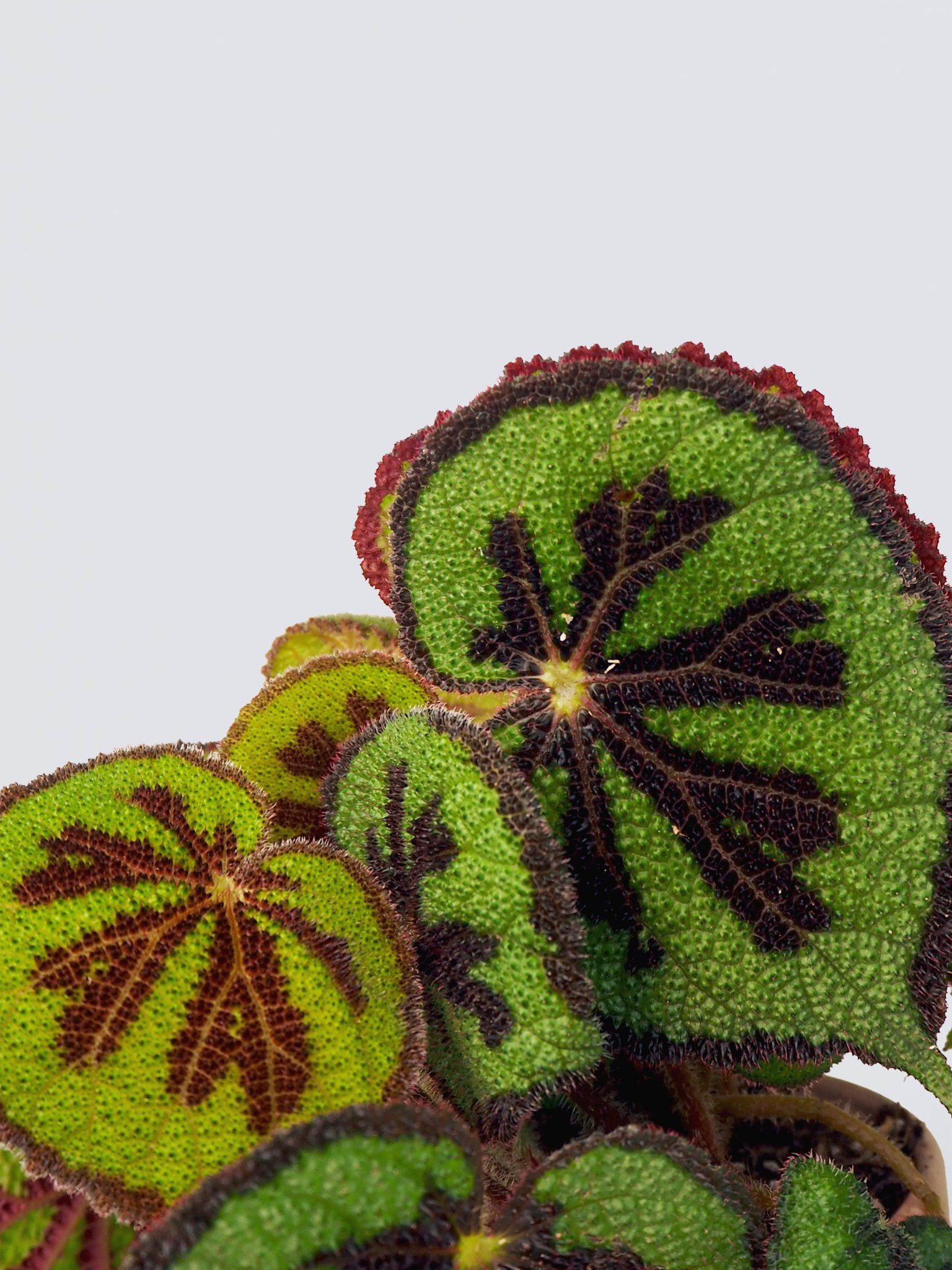 Begonia masoniana ’Rock’ - Plantredo