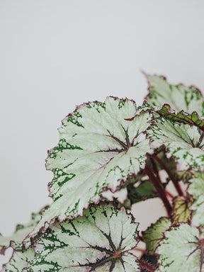 Begonia Rex - Plantredo