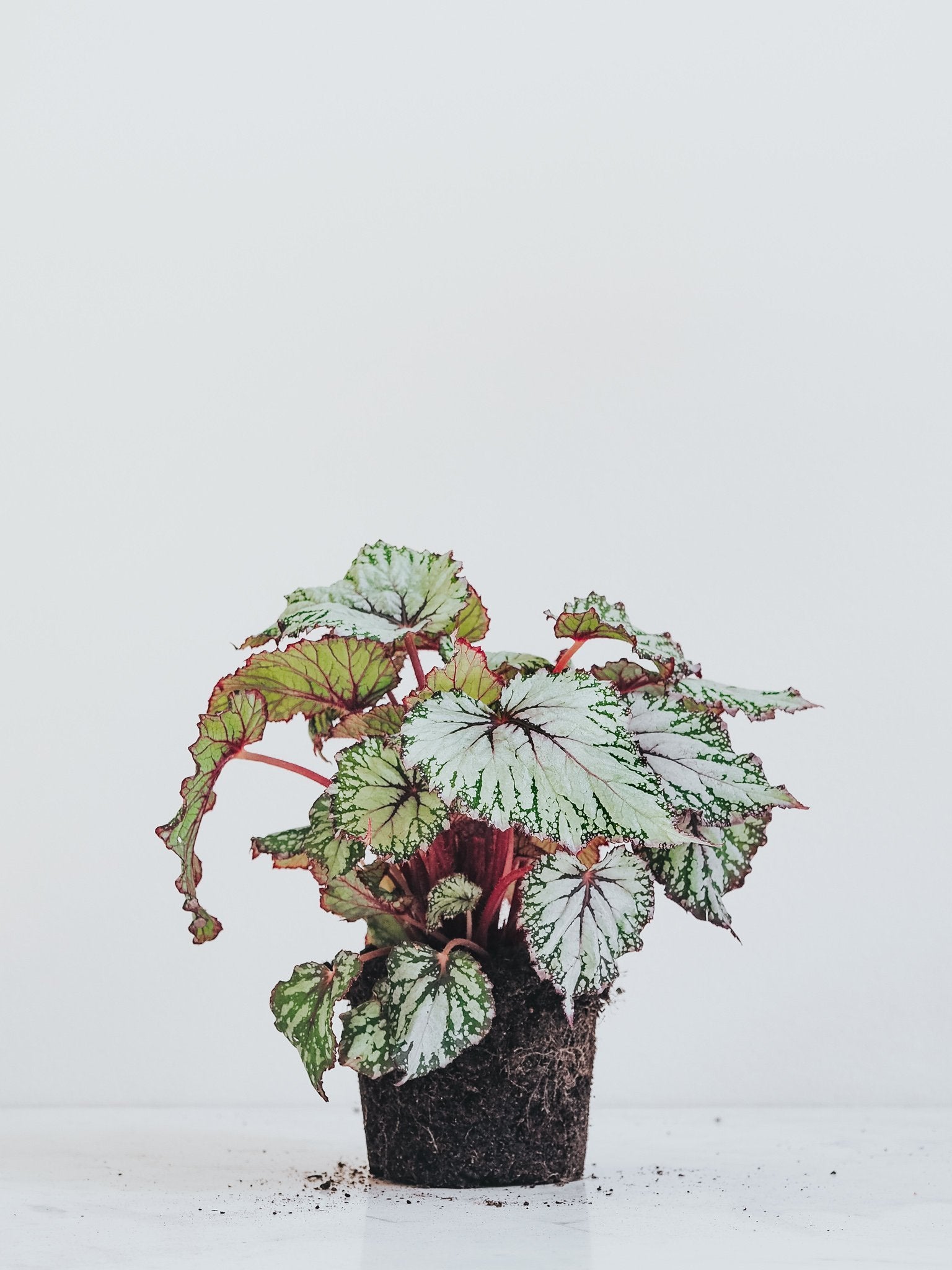 Begonia Rex - Plantredo