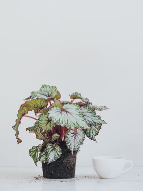 Begonia Rex - Plantredo