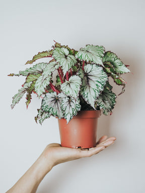 Begonia Rex - Plantredo