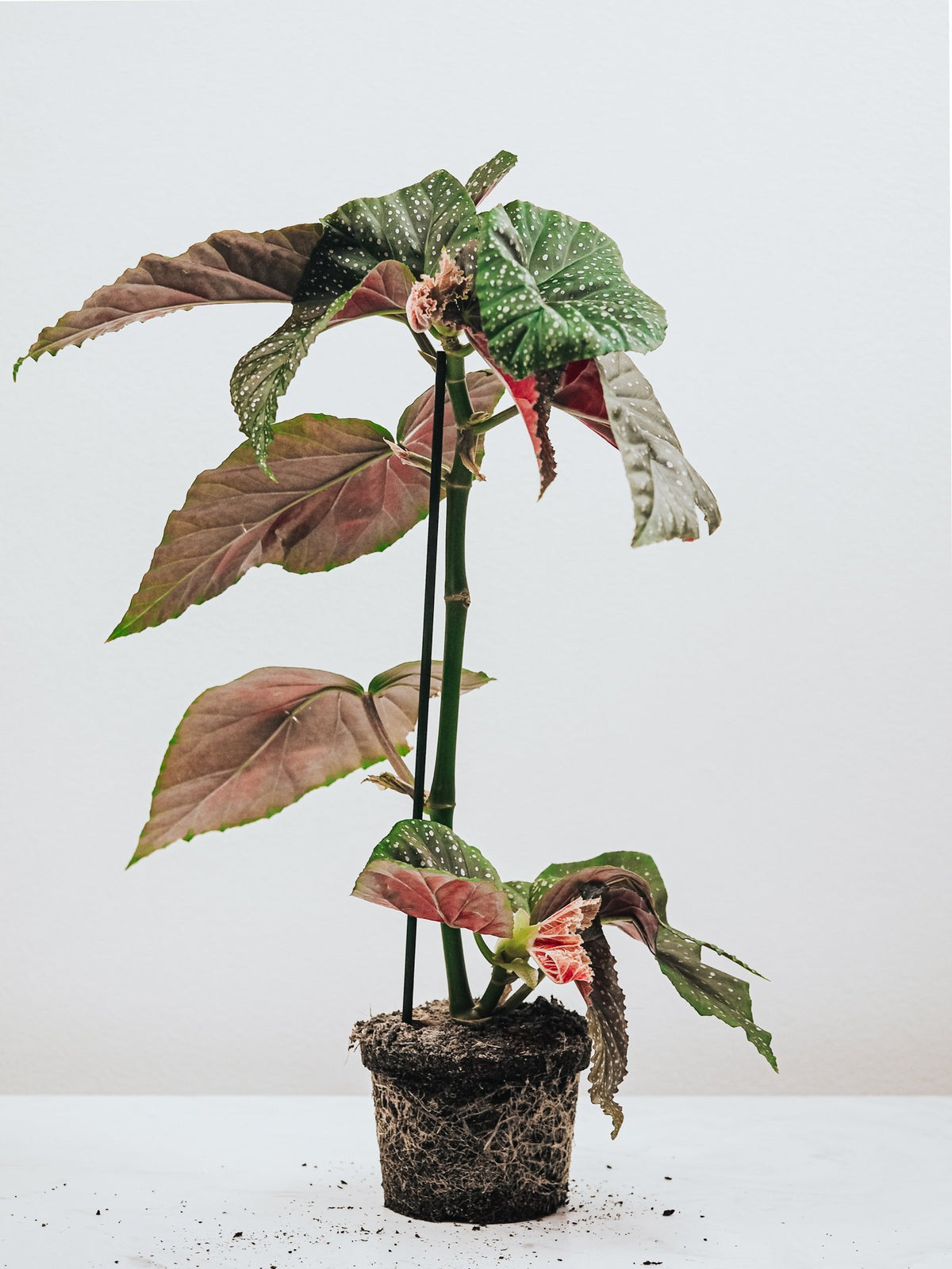 Begonia Svinöra - Plantredo