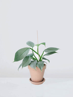 Blompinnar Trä 40 cm - Plantredo