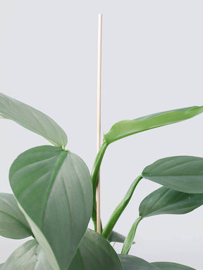Blompinnar Trä 60 cm - Plantredo