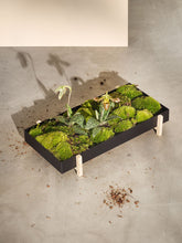 Botanic Tray, Box & Pot - Plantredo
