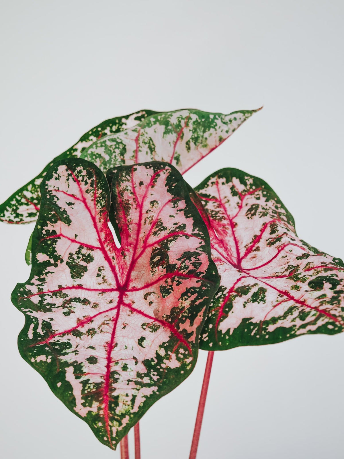 Caladium Carolyn Whorton - Djungelrummet