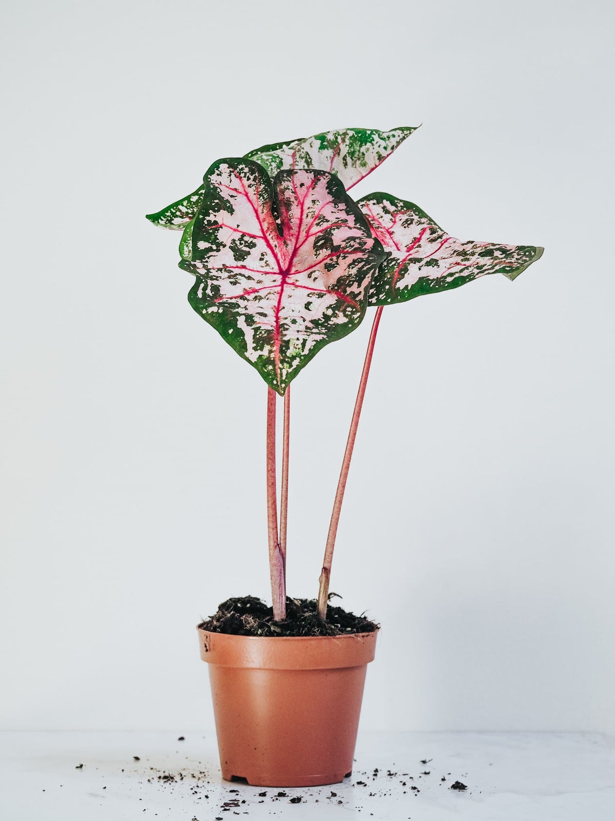 Caladium Carolyn Whorton - Djungelrummet