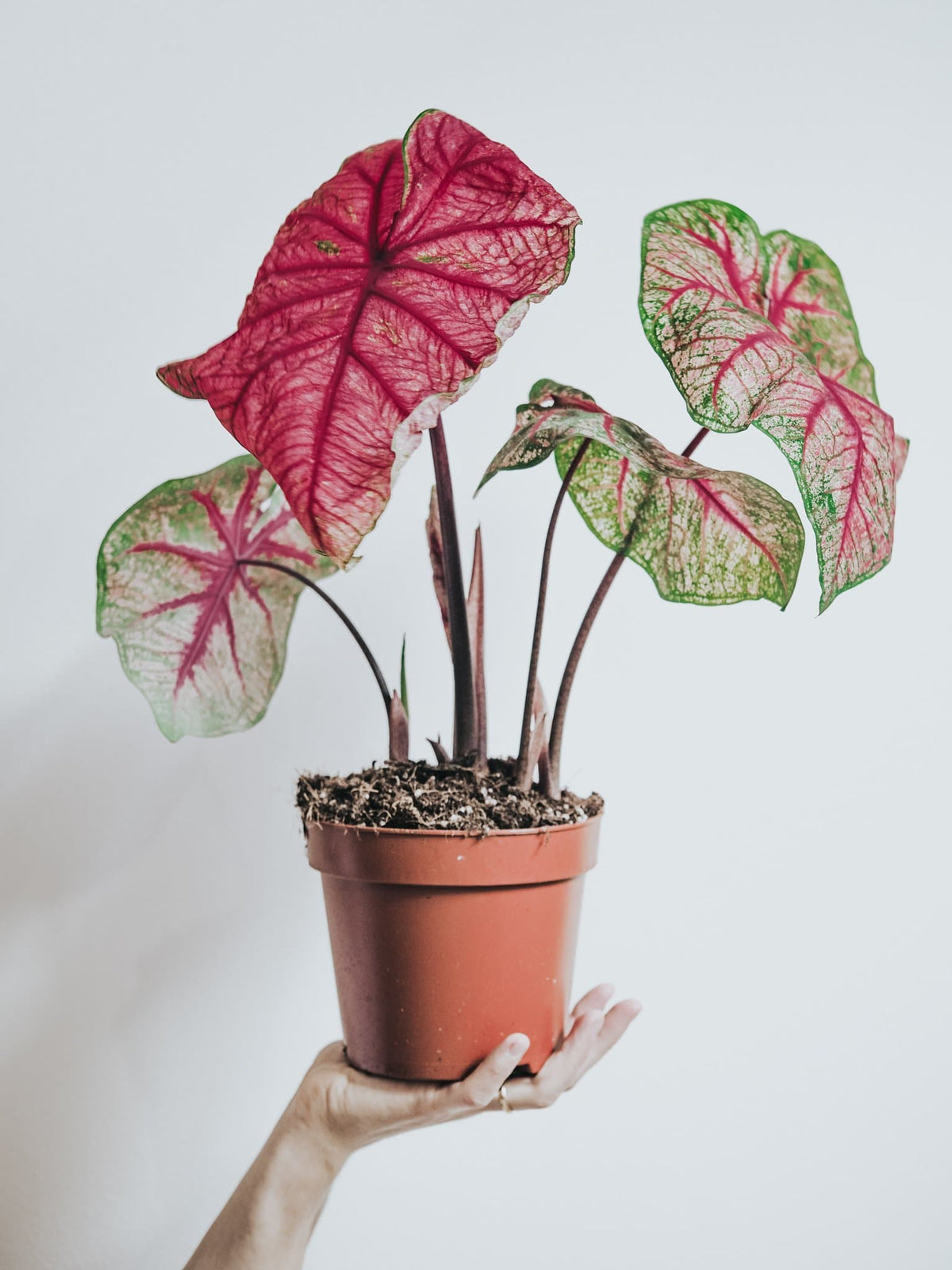 Caladium Fannie Munson - Djungelrummet