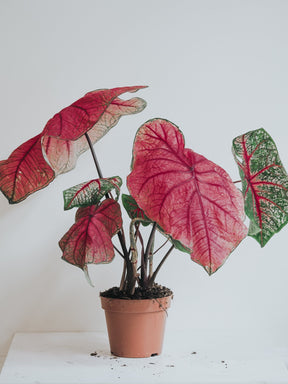 Caladium Fannie Munson - Djungelrummet