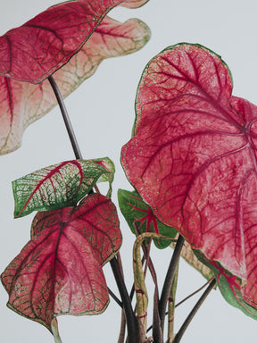 Caladium Fannie Munson - Djungelrummet