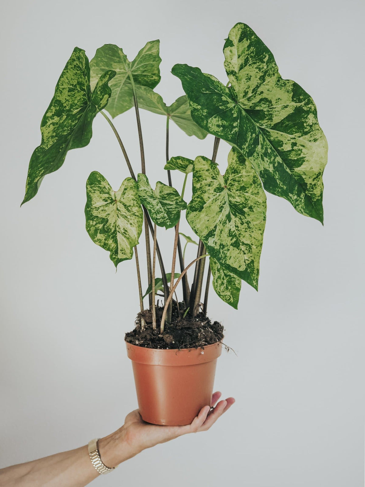 Caladium Frog in a blender - Djungelrummet